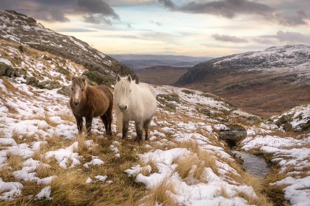 Ponies in the Carneddau mountains